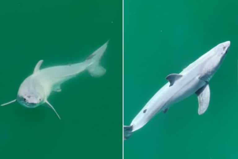 Per la prima volta in assoluto è stato avvistato uno squalo bianco appena nato 1 squalo bianco.jpg