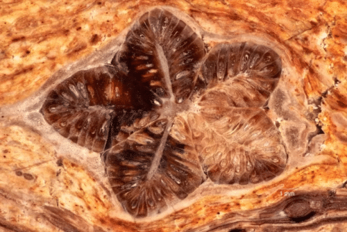 Scoperti fossili incredibili di piante risalenti a 30 milioni di anni fa 1 star shaped plant fossil australia 1 500x334.png