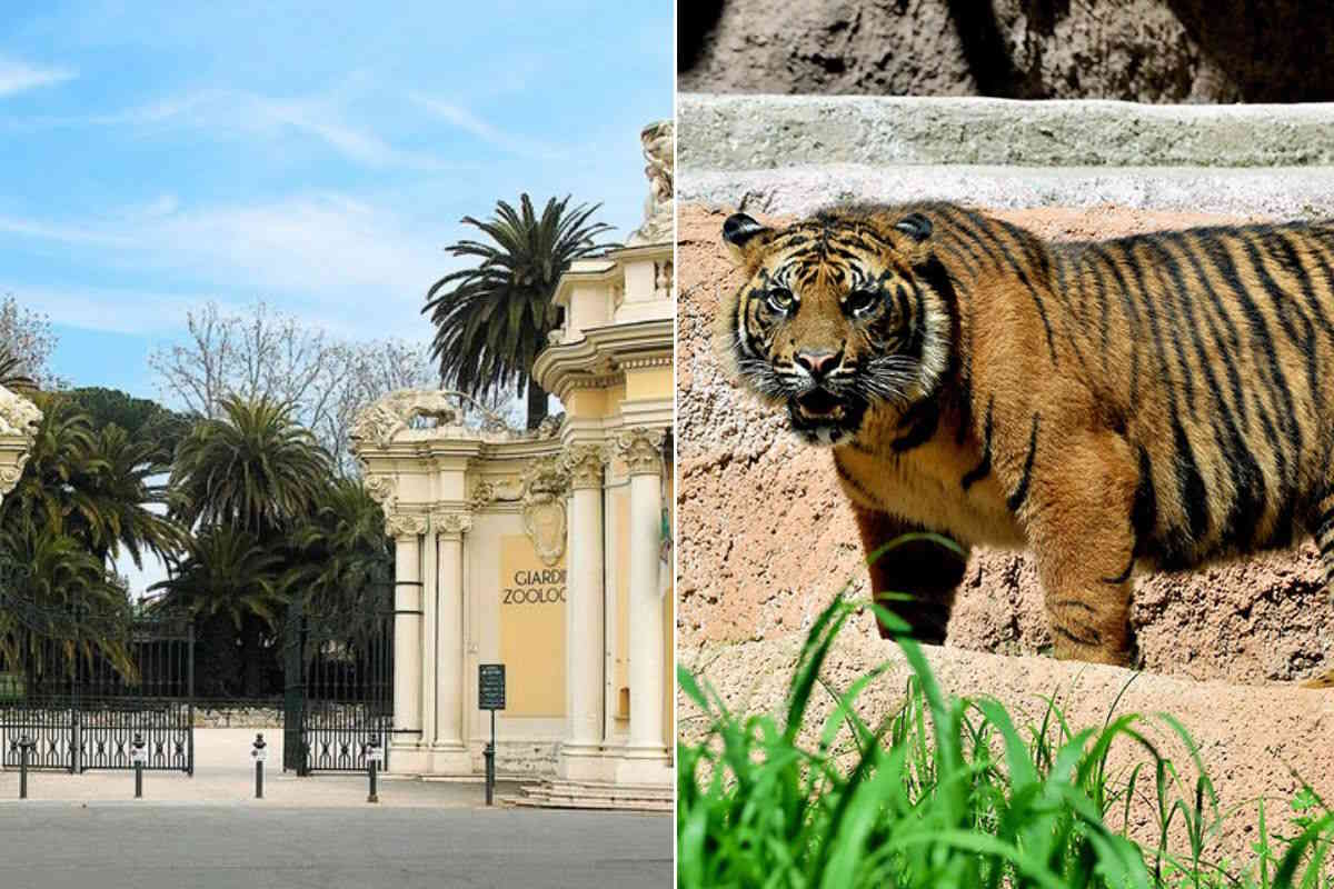 Bioparco di Roma: 2 milioni di euro per la foresta tropicale della tigre di Sumatra 1 sumatra roma.jpg
