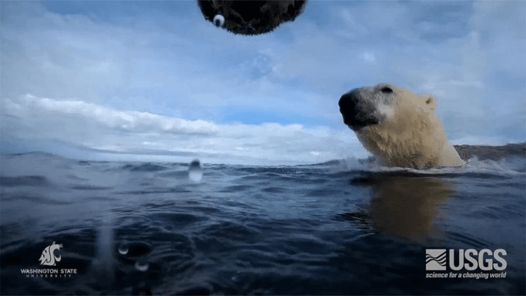 swimming polar bears m.png