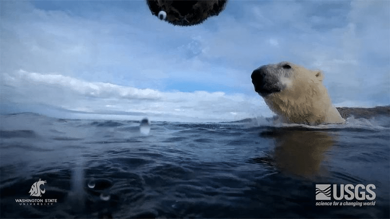 swimming polar bears m.png