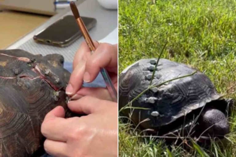 tartaruga carapace.jpg