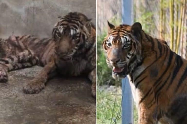 tigre 1.jpg