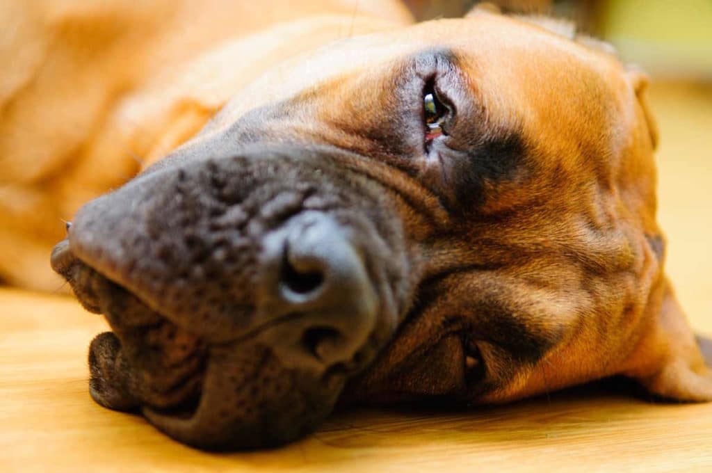 tumore cani.jpg