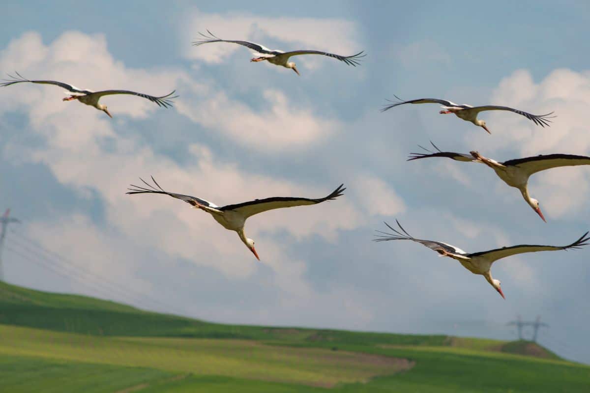 uccelli migratori.jpg