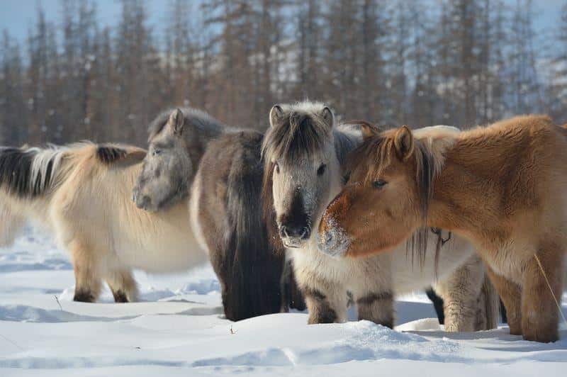 I cavalli di Yakutia: l’ibernazione in piedi nel freddo estremo 1 yakutian horses of northern siberia m.jpg
