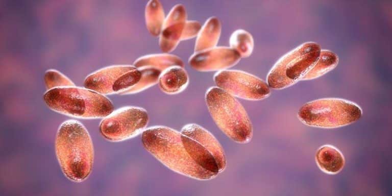 yersinia pestis bacteria m.jpg