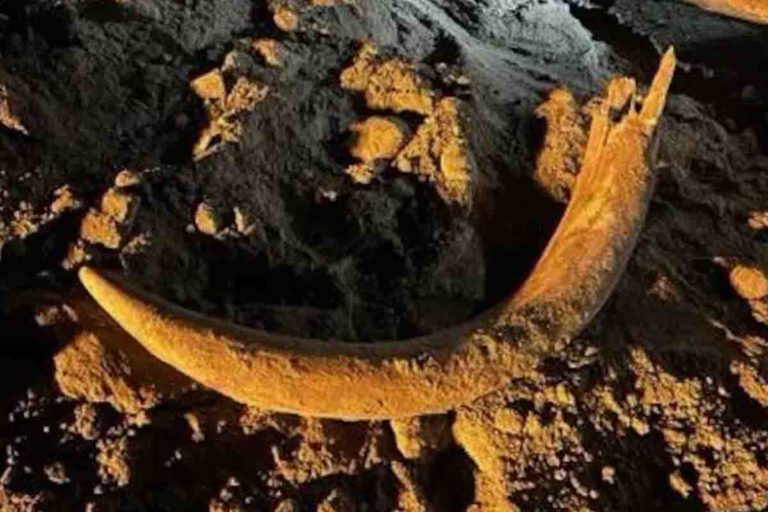 Enorme zanna di mammut completa scoperta accidentalmente nel Nord Dakota 1 zanna di mammut.jpg