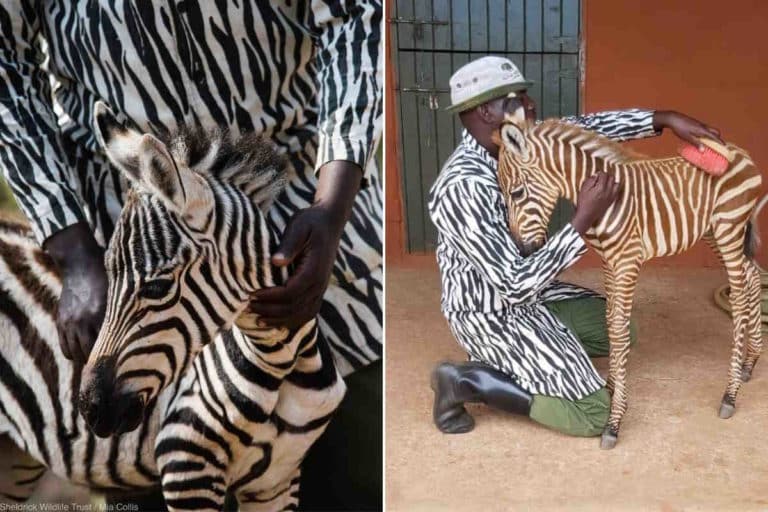 zebre kenya.jpg