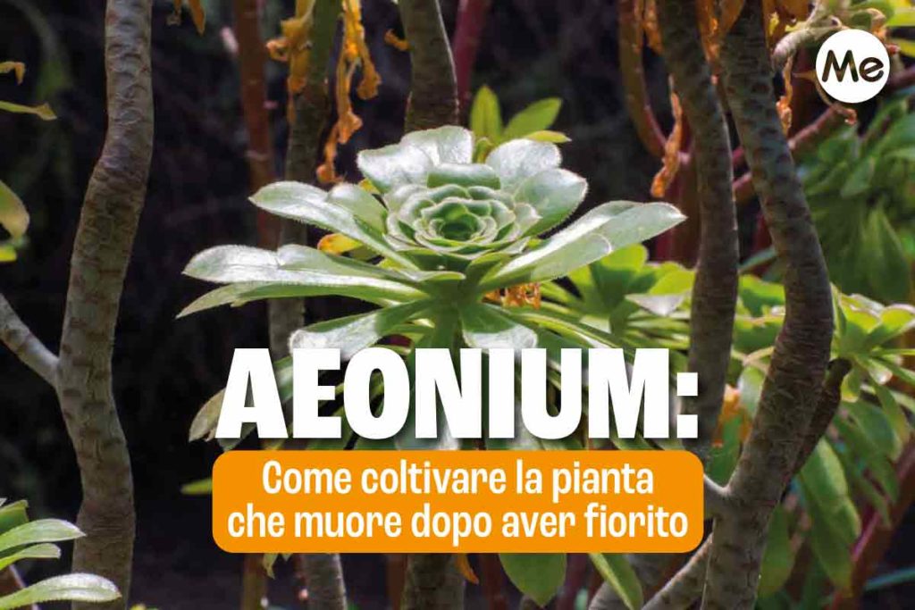 Aeonium 1.jpg