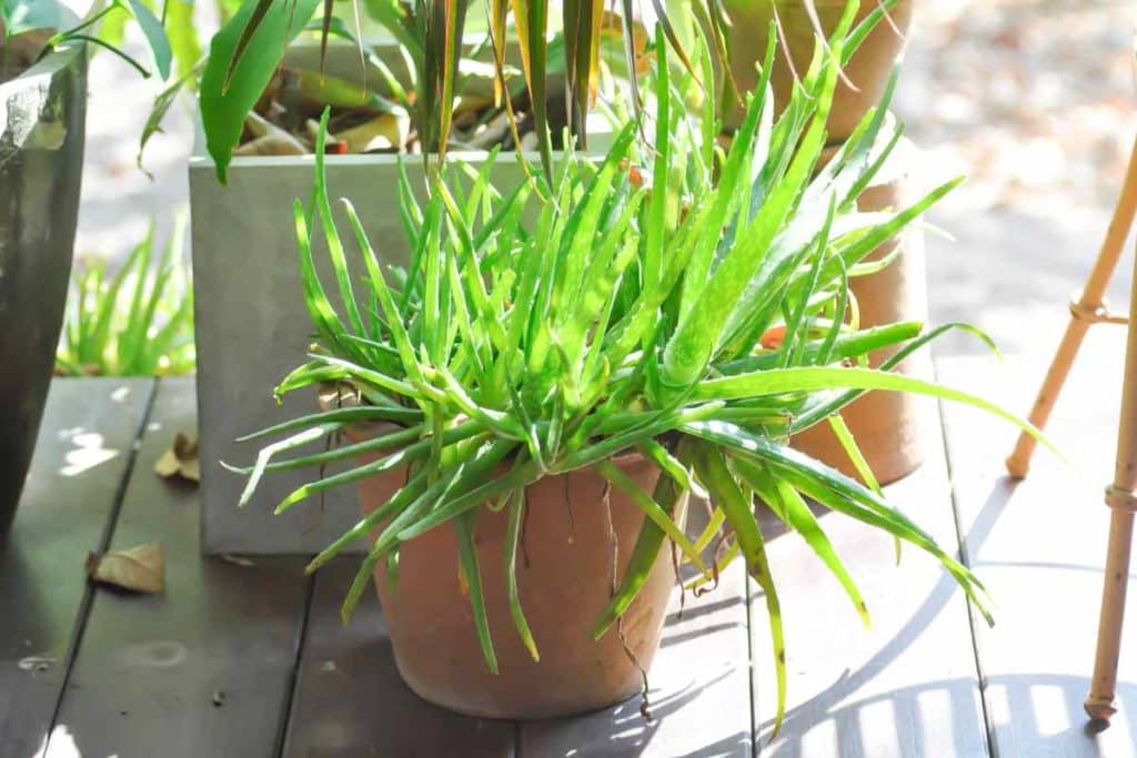 Aloe Barbadensis.jpg