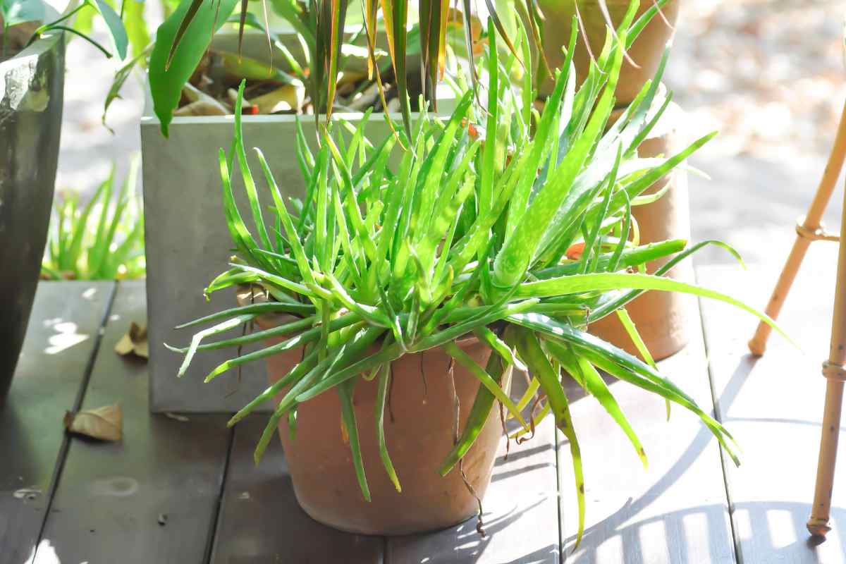 Aloe Barbadensis.jpg