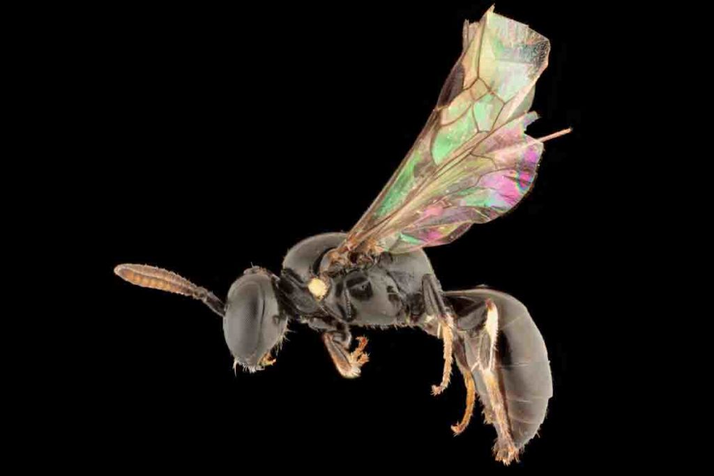 Ape Hylaeus.jpg