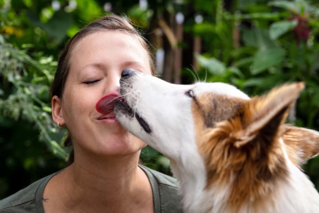Cane lecca la faccia.jpg