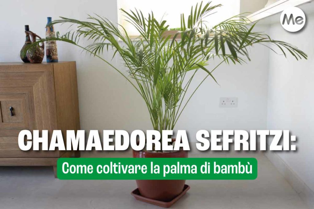 Chamaedorea sefritzi.jpg