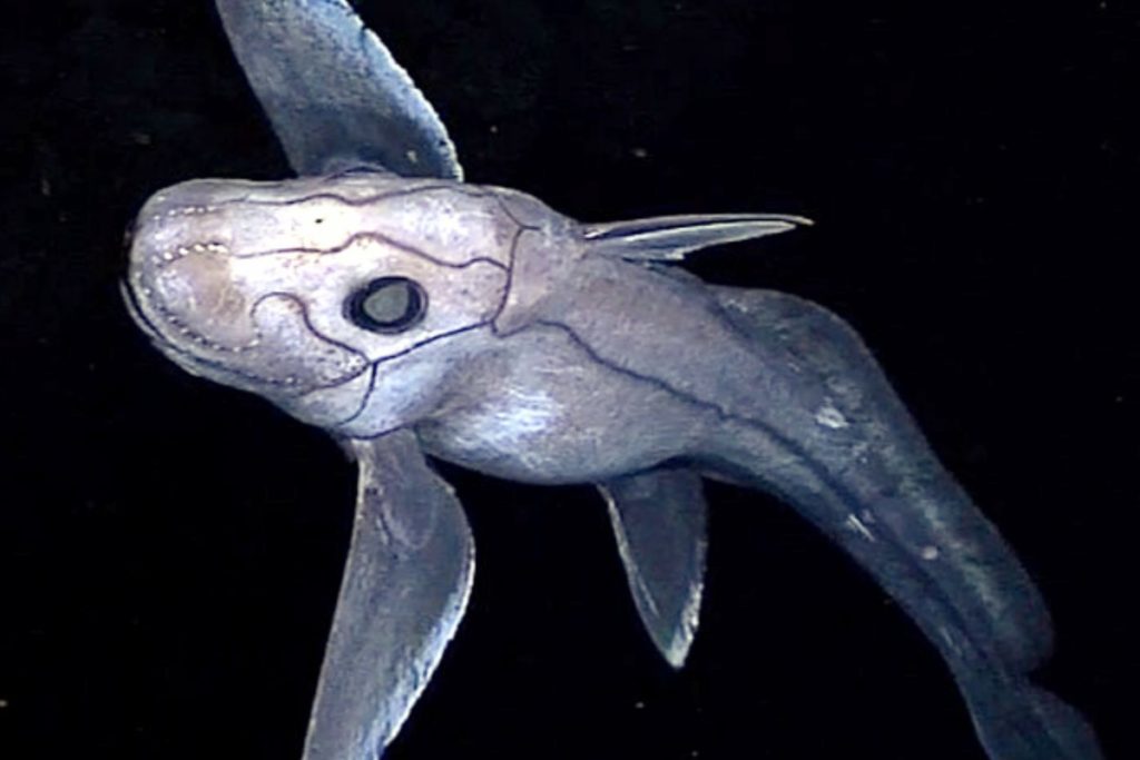 Chimaera supapae.jpg