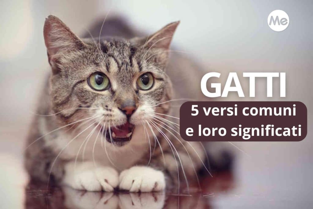 Cover Redazione 4.jpg