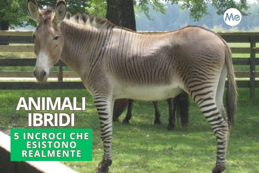 Cover Redazione 5.jpg