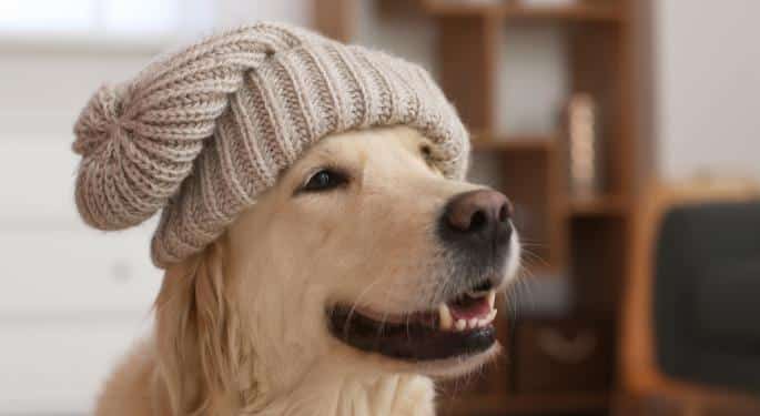 Dog Hat Shutterstock.jpeg