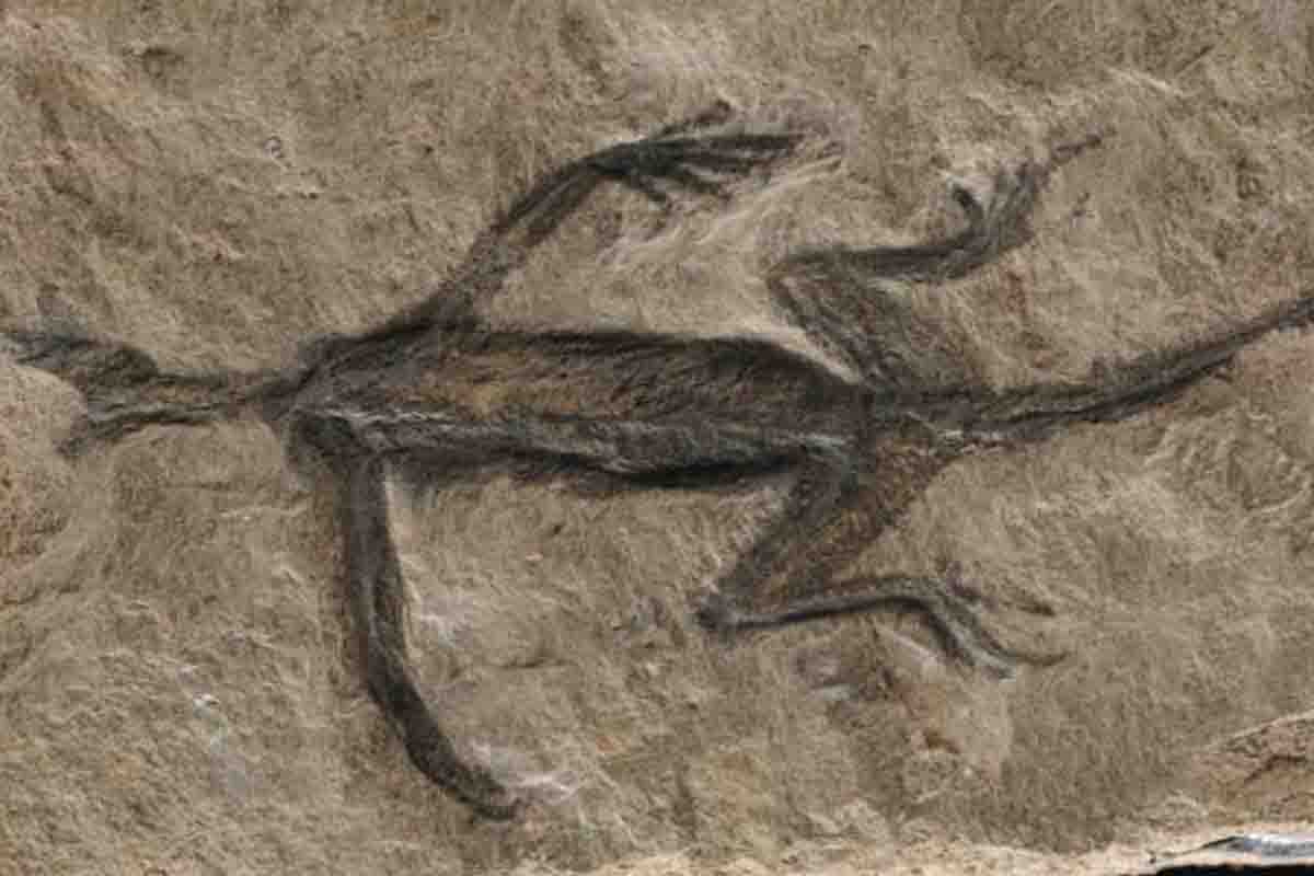 Fossile Tridentinosaurus.jpg