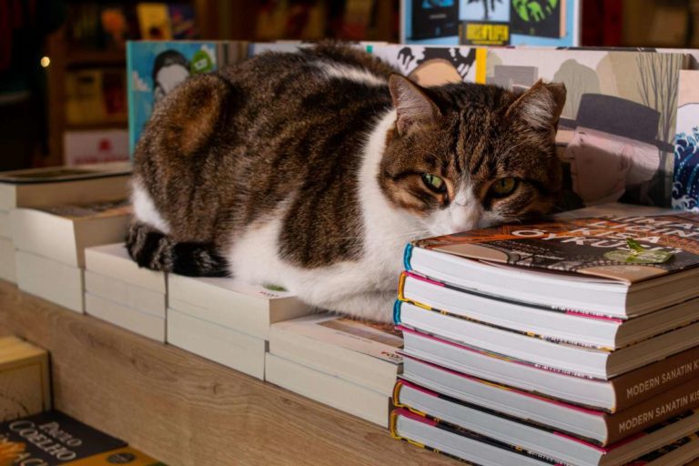 Foto gatti librerie.jpg