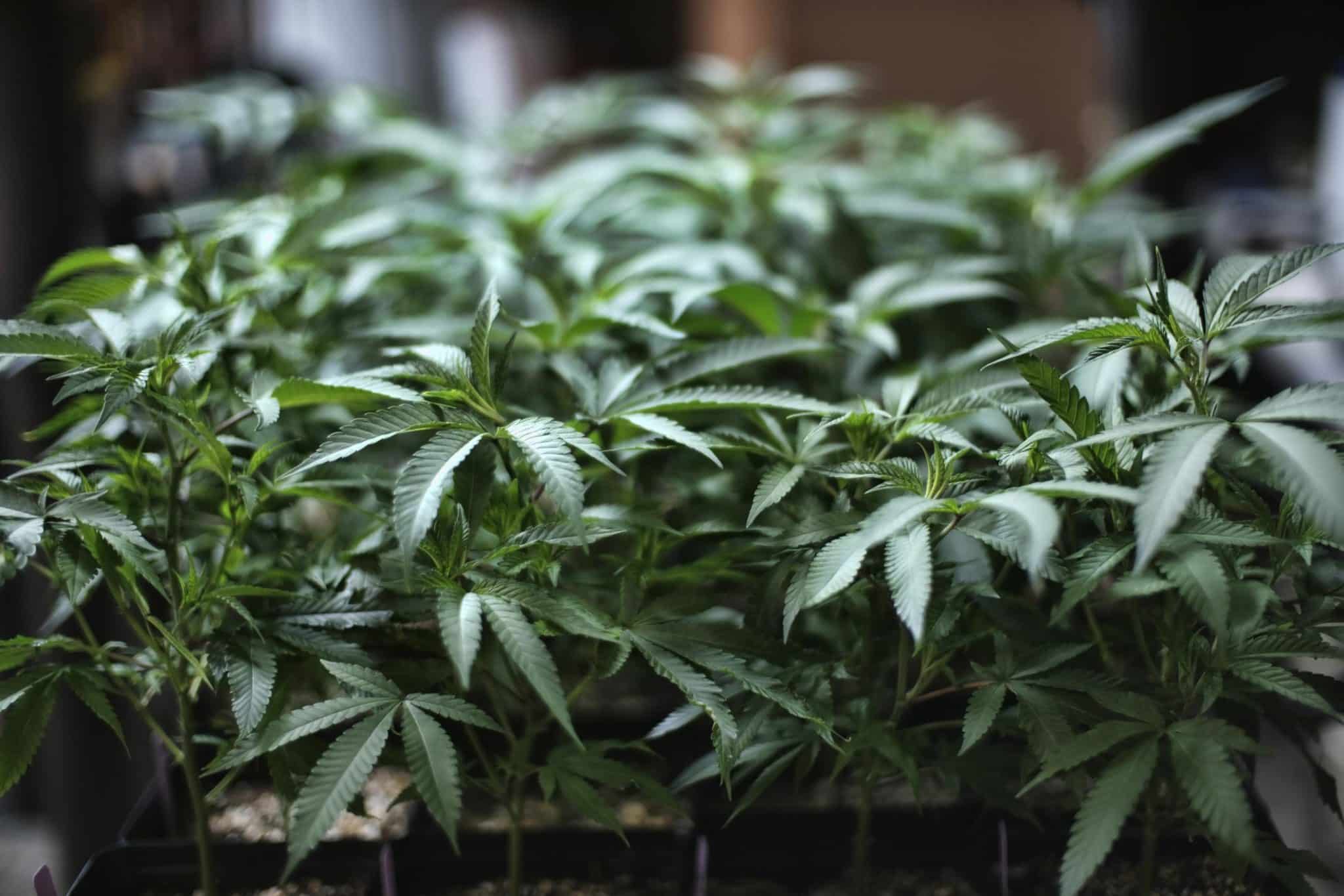 Lo spaccio si fa smart: a Roma un altro arresto legato a Session, l’app per ordinare erba e hashish. Cos’è e come funziona 1 GOLF 20191227143122903.jpg