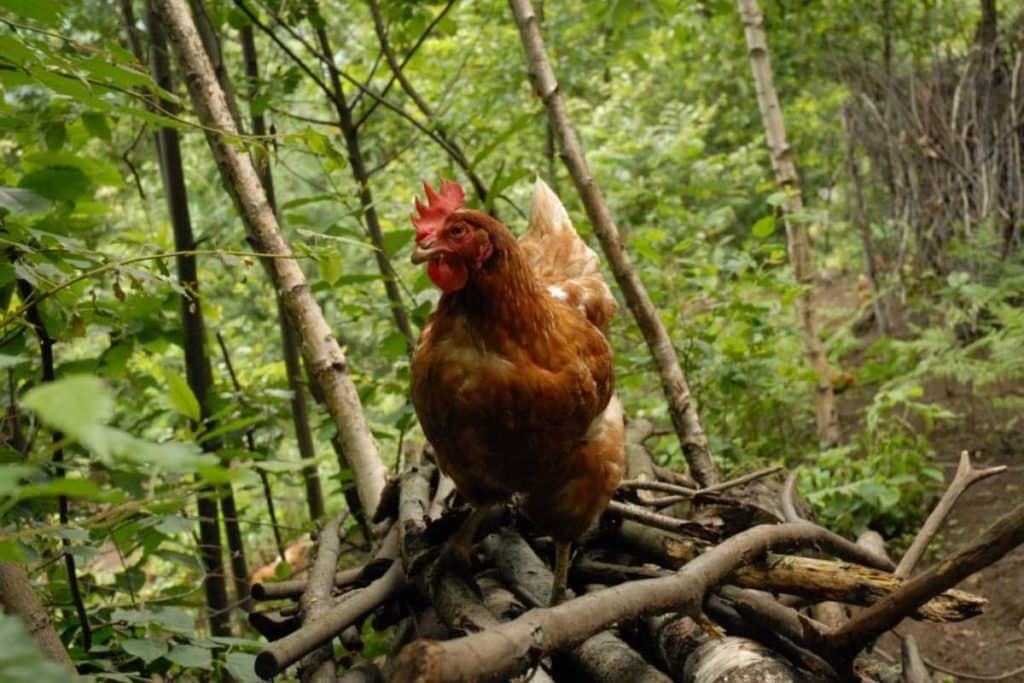 Galline.jpg