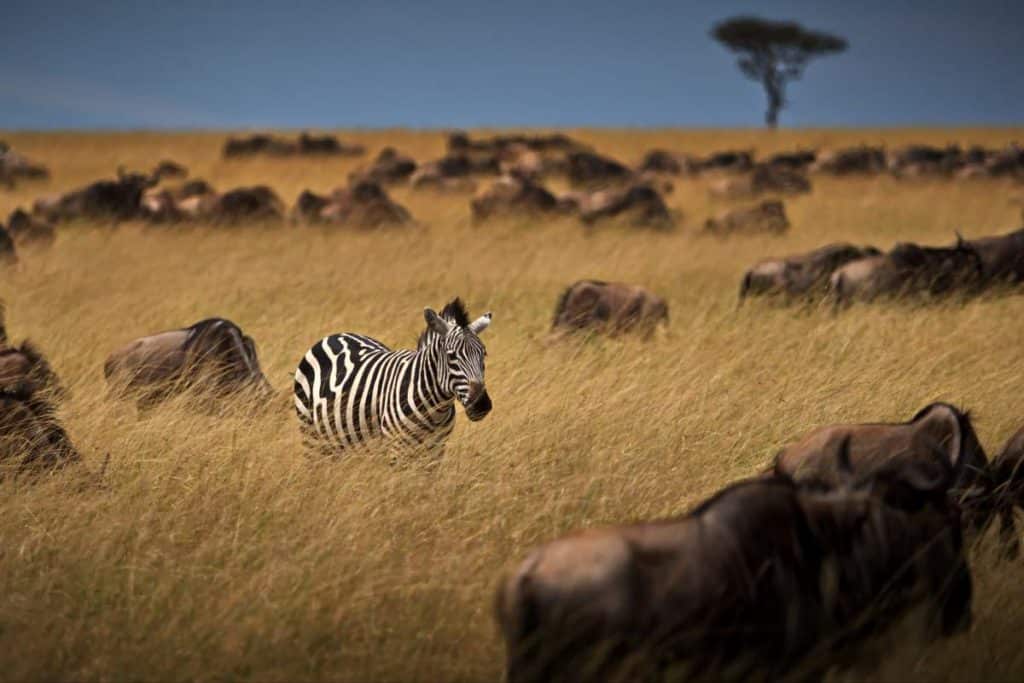 Kenya visto.jpg