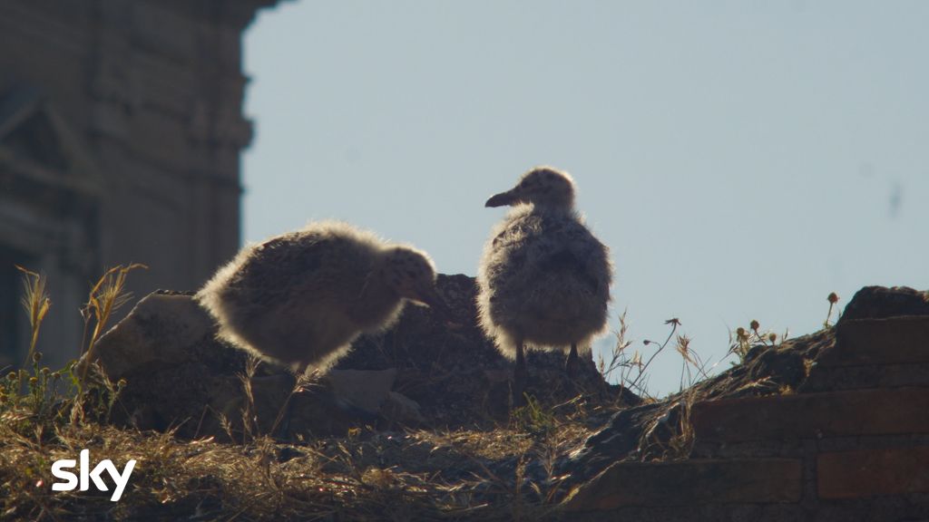 Cosa ci fanno questi animali nel Parco del Colosseo? Un nuovo documentario di Sky svela l’ecosistema nascosto 1 LImperoDellaNatura 05.jpg