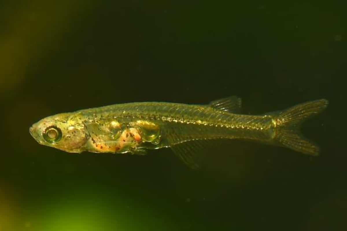 Ascolta questo minuscolo pesciolino, emette suoni simili a un jet che decolla 1 Pesce rumore.jpg