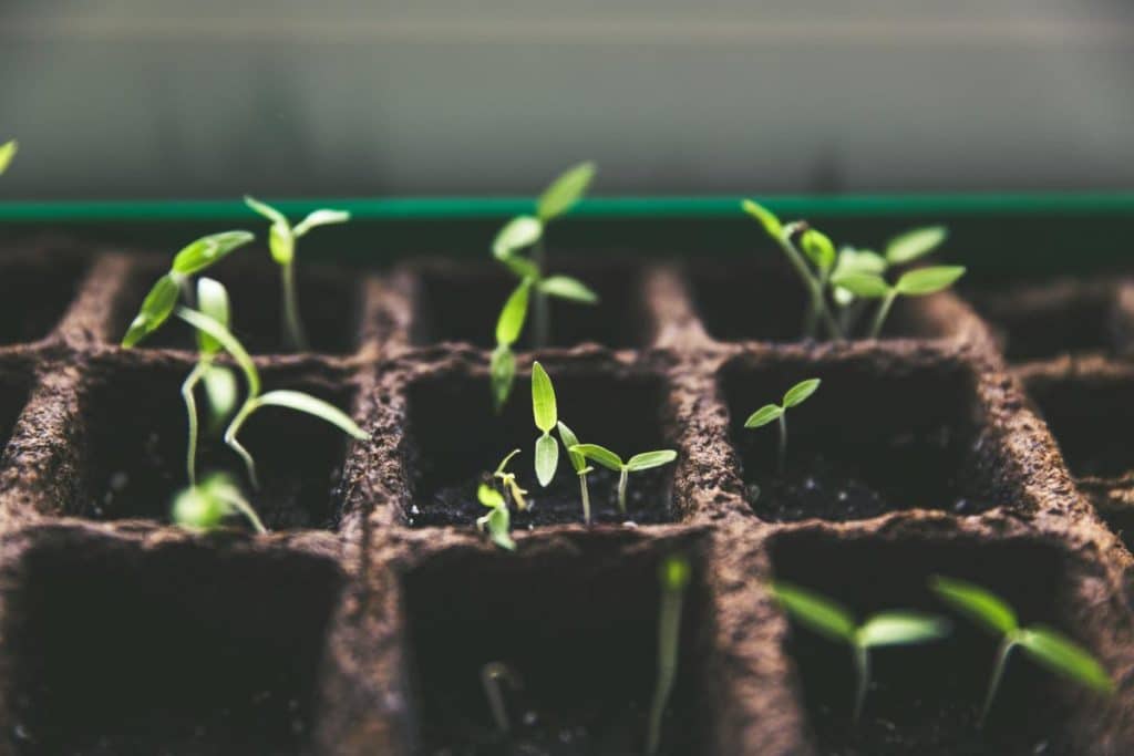 Piante fertilizzano da sole.jpg