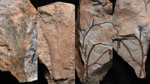 Scoperta la foresta fossile più antica di sempre 1 PuC2ANYPhC8HXSiXbat9hd 650 80.jpg 1 500x281.jpg