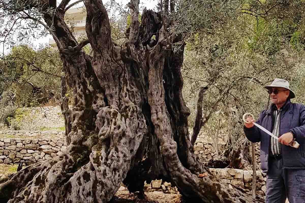 Scovato l’ulivo più antico del mondo si trova in Libano e ha oltre 1000 anni 1 Ulivo piu antico del mondo.jpg