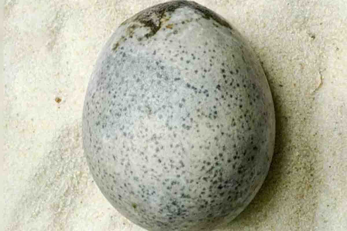 Uovo di 1700 anni.jpg