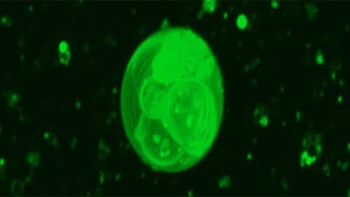 VesicleBlob 1 500x281.jpg