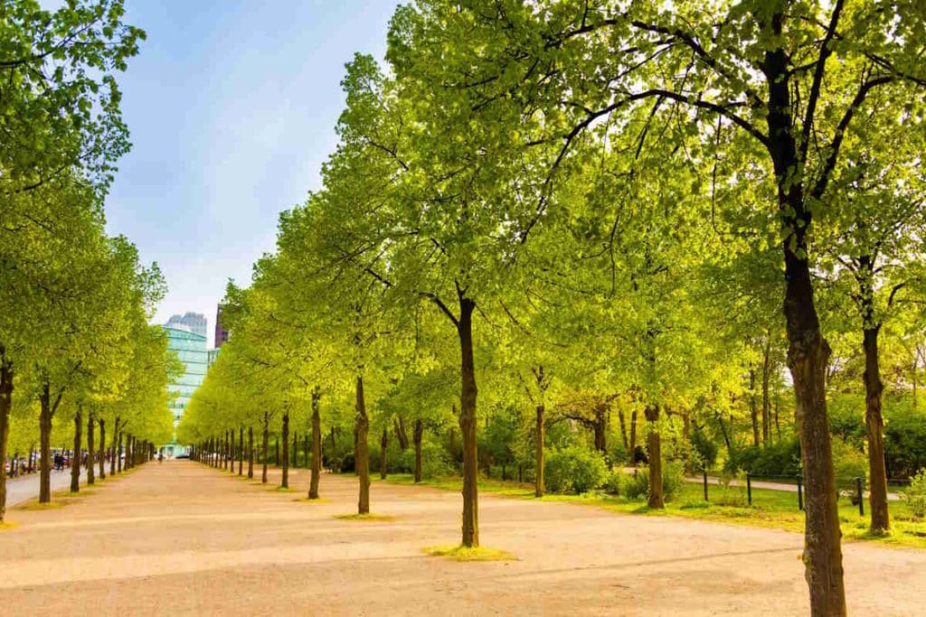 alberi Berlino Tiergarten.jpg