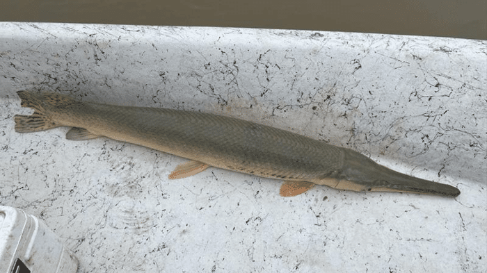 alligator gar longnose gar hybrid m.png