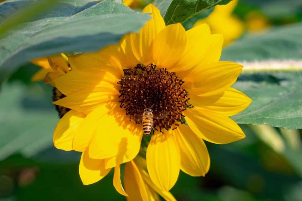 api girasoli.jpg