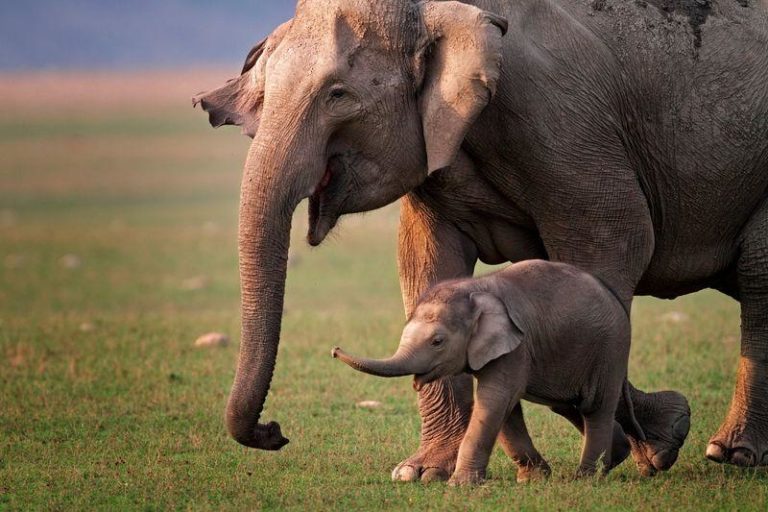 asian elephant mother and calf m.jpg