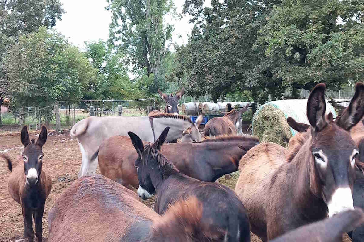 Gli asini messi all’asta (e salvati) non sono più 57: ora c’è anche un nuovo cucciolo venuto al mondo 1 asin 1.jpg