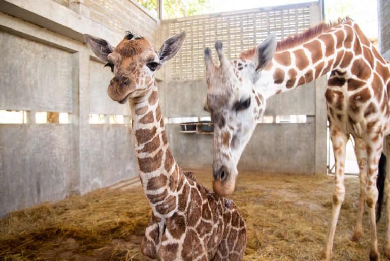 baby giraffa.jpg