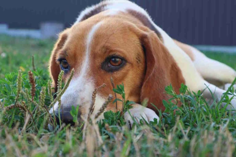 beagle prato.jpg