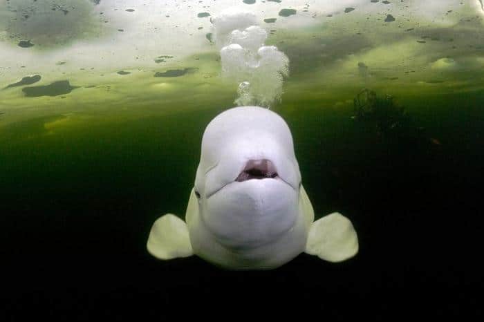 beluga whale melon m.jpg