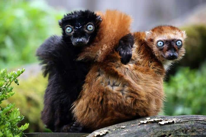 blue eyed lemur couple m.jpg