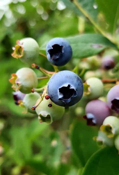 blueberry m.jpg