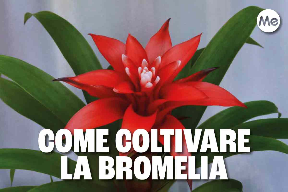 bromelia 1.jpg