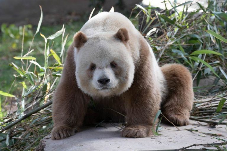 brown panda m.jpg