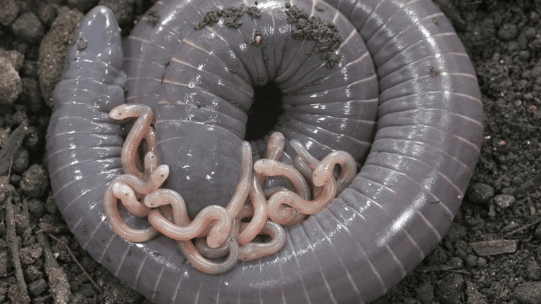 caecilian m.png