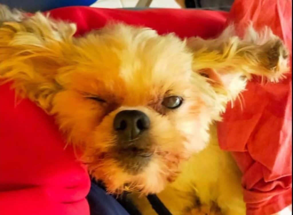 cagnolina ponzano veneto.jpg