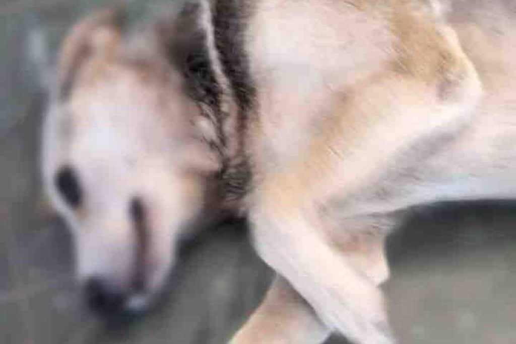 cagnolina fucilate.jpg